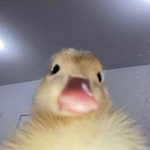 Meet your Posher, Leonardo